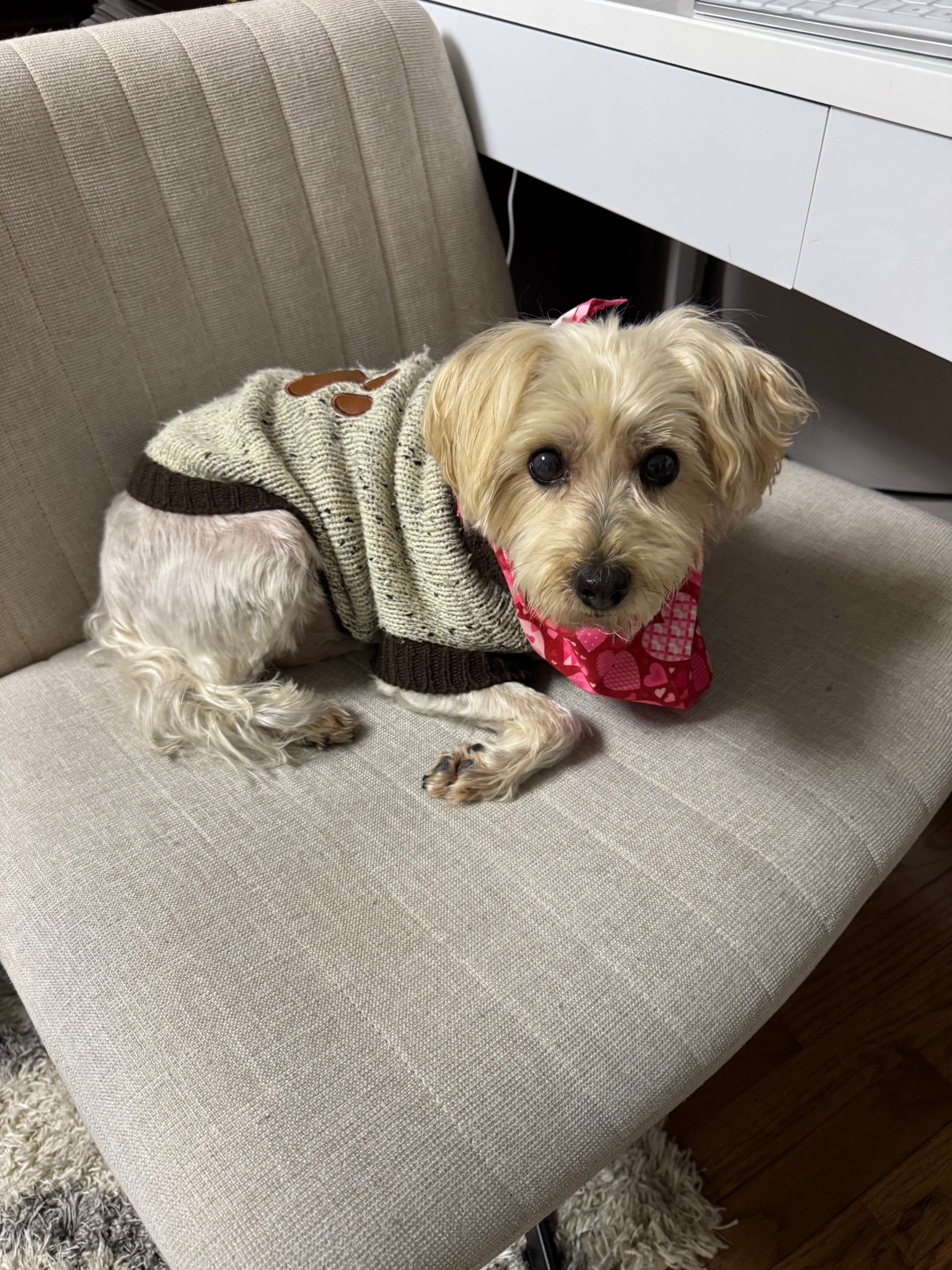 A work chair so comfy, even the dog steals it. 

#workchair #officechair #amazon #oversized 

#LTKHome #LTKdayinmylife #LTKWorkwear