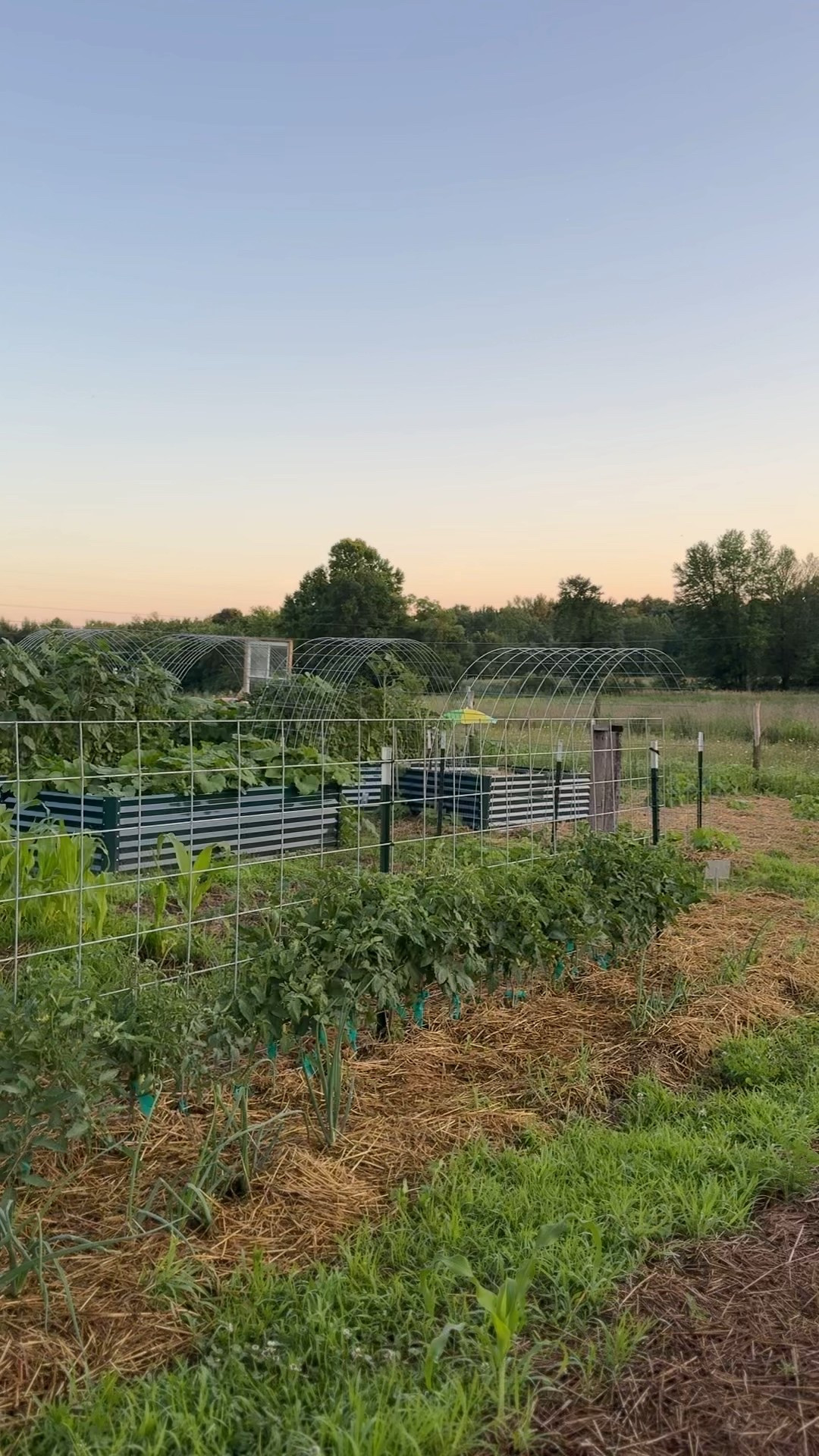 The best raised garden beds I have ever owned. Every single thing I planted in these metal raised beds has thrived this year compared to in ground planting. I love that they won’t rust and that install was a breeze! 

#LTKSeasonal #LTKHome #LTKSaleAlert