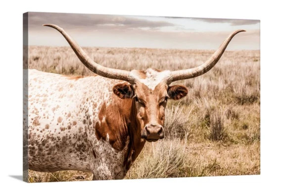 Western decor Longhorn art, Texas longhorn cow canvas print or photo. Western home decor cow wall... | Etsy (US)