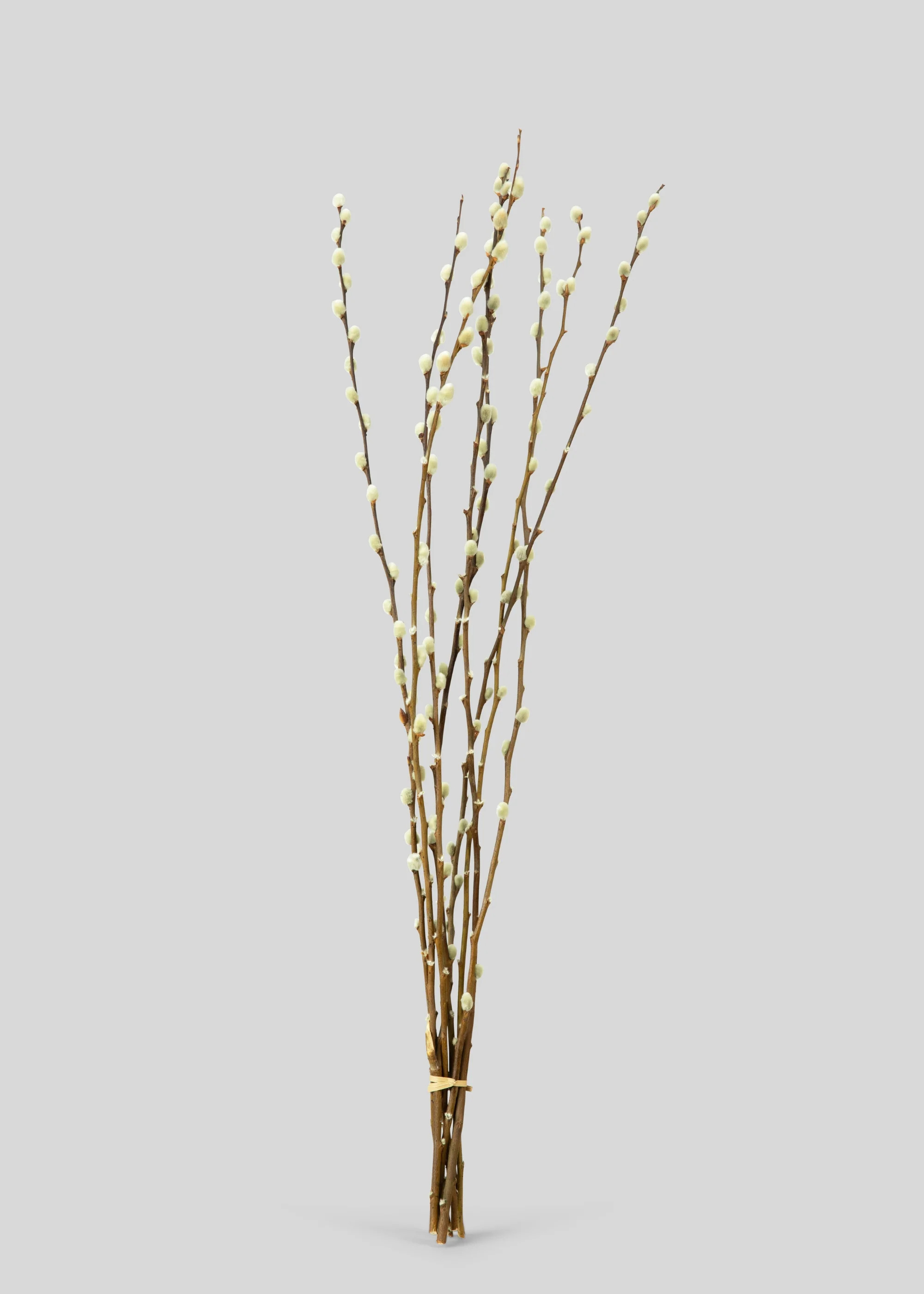 Natural Dried Pussy Willow Branch Bundle - 29.5 | Afloral