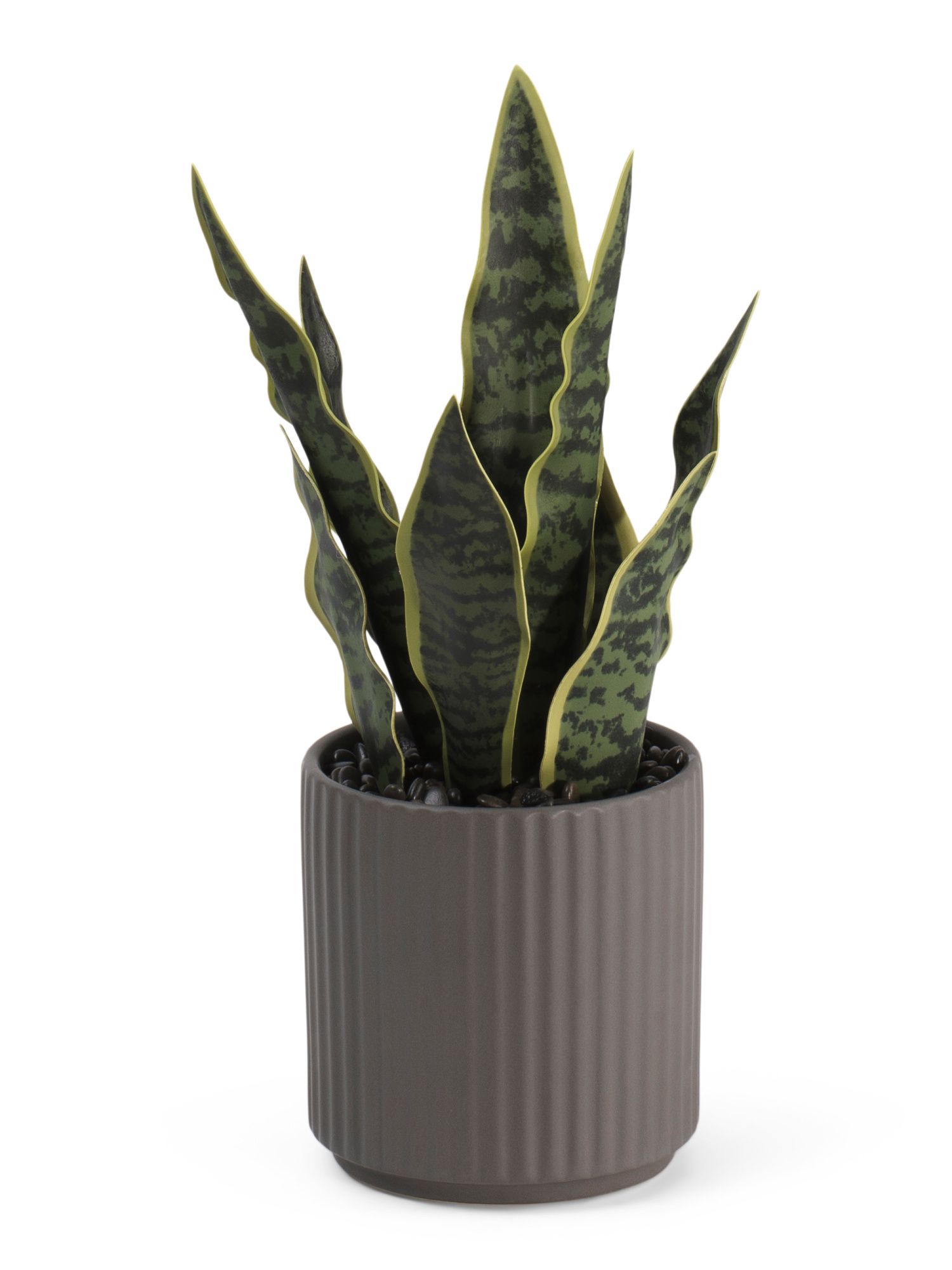 11in Snake Plant In Pot | TJ Maxx