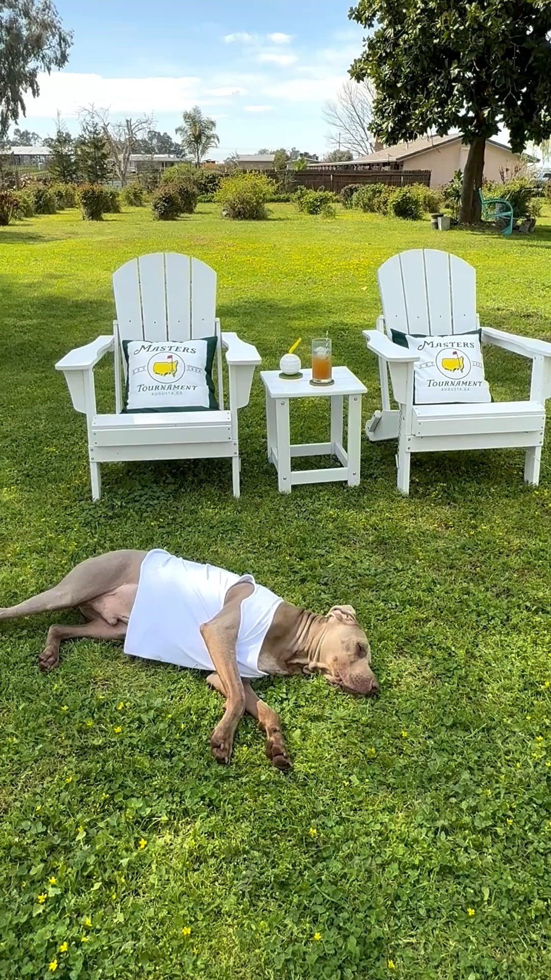 My dog Griffey is impatiently waiting for the Masters golf tournament in his caddie outfit, which we had made in honorof our brother, Jeff! PS: We have the scoop on the best Masters pillows for Adirondack chairs, armchairs, sofas and more! 💚🦴⛳️

#LTKSeasonal #LTKdayinmylife #LTKHome
