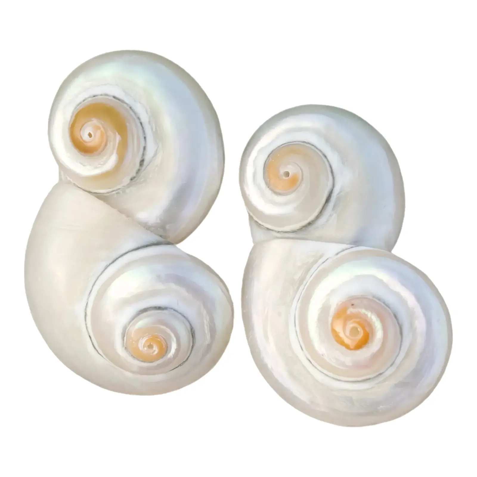 Twists and Turns Earrings, a Pair | Chairish