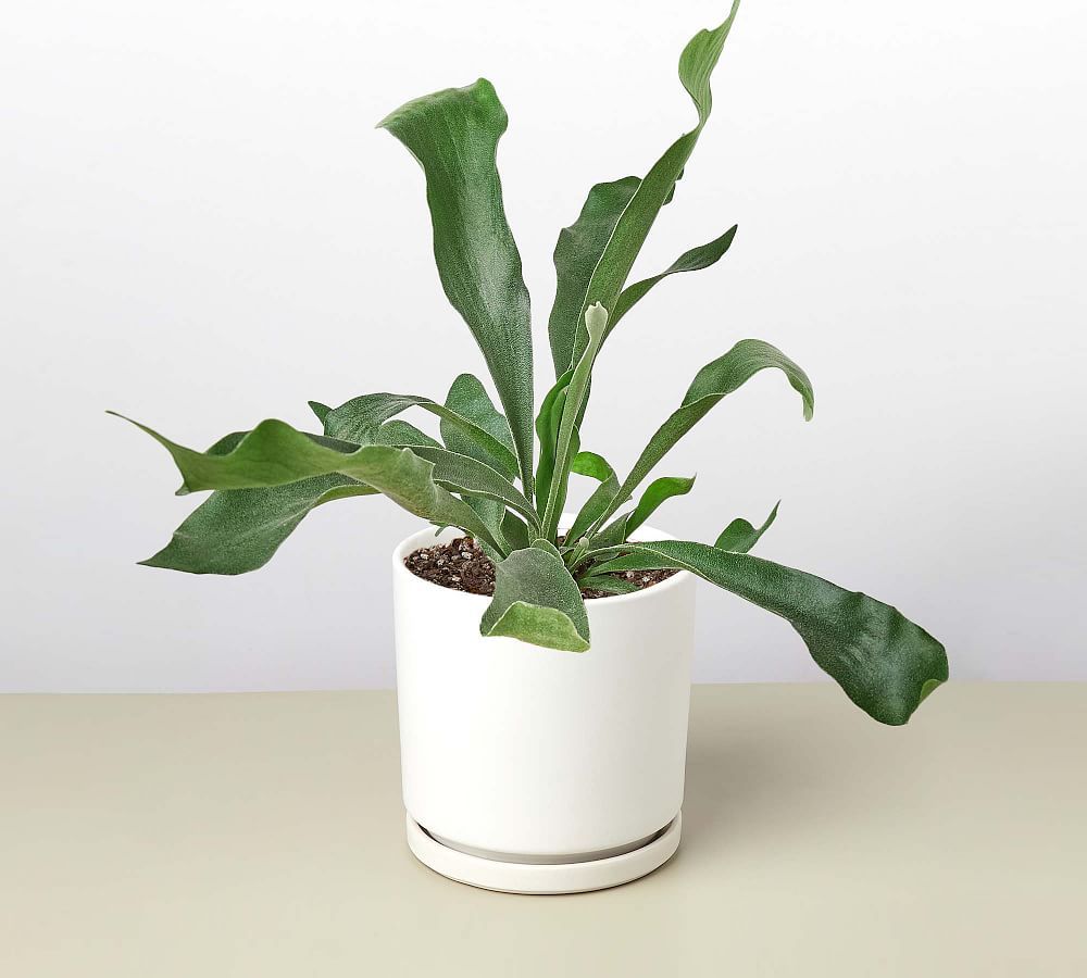 Live Staghorn Fern In Planter | Pottery Barn (US)