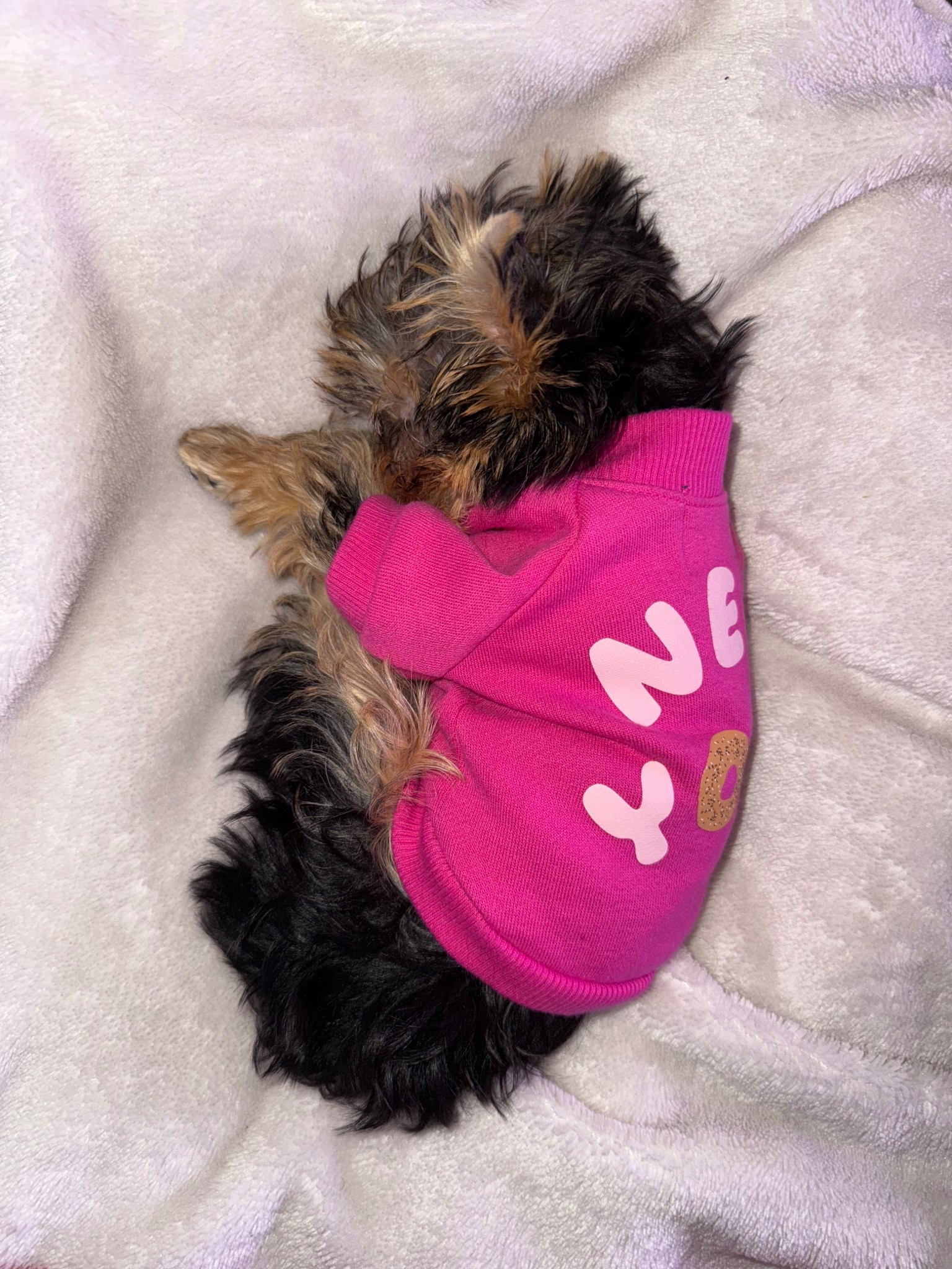 New York dog shirt - other graphics available. This Yorkie puppy is 2lbs wearing the XS.

#LTKSaleAlert #LTKFindsUnder50