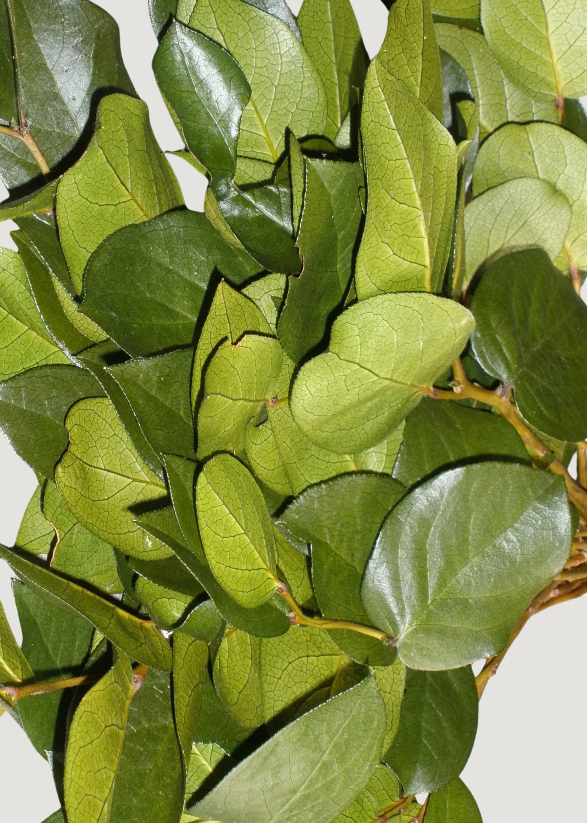 Green Preserved Salal Leaves - 20-25" | Afloral