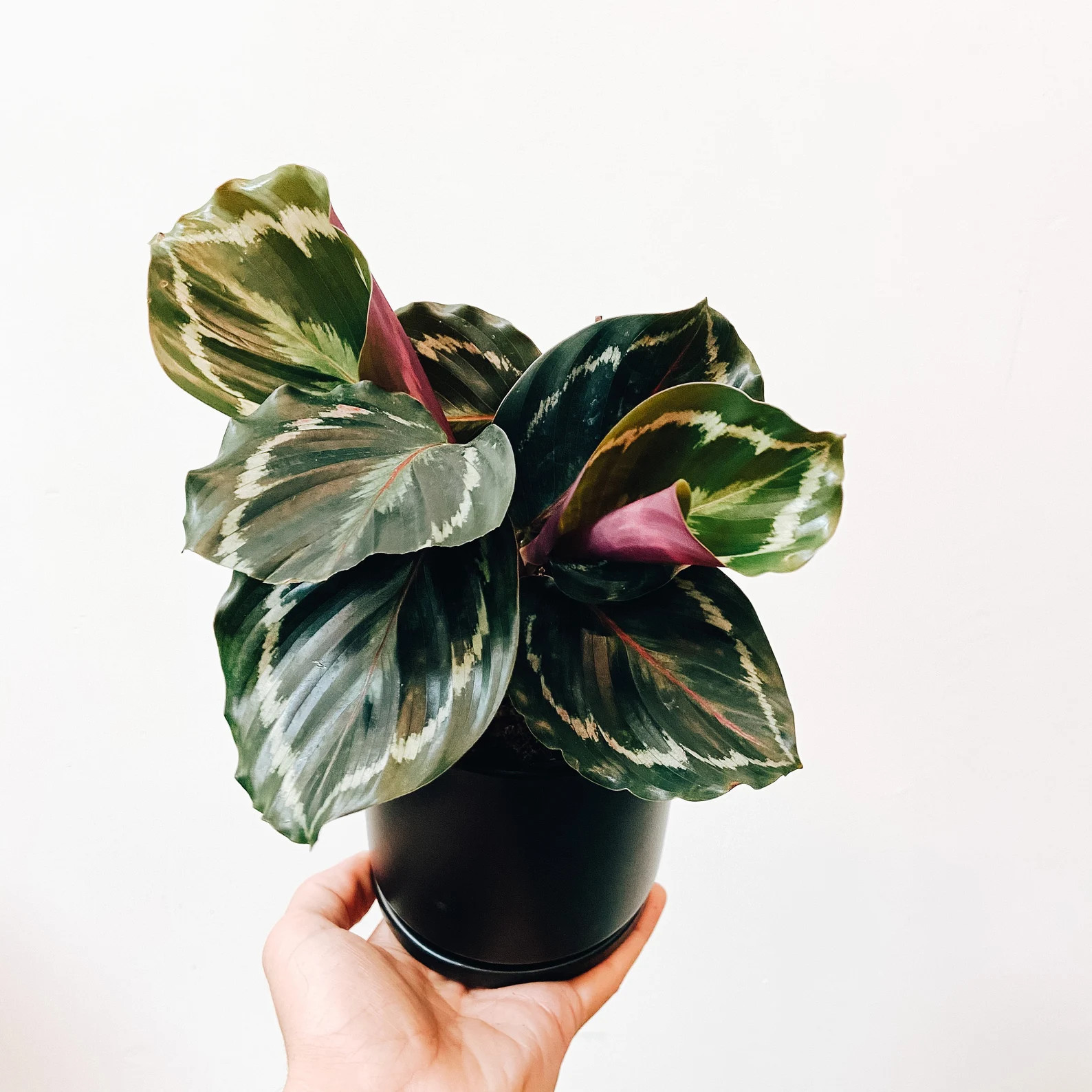 Calathea Medallion - ships in 4" pot | Etsy (US)