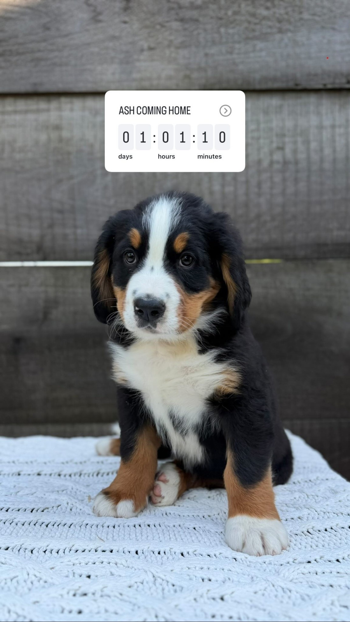 What puppy essentials I have ready for Ash to come home!

#LTKmomlife #LTKBaby #LTKdayinmylife