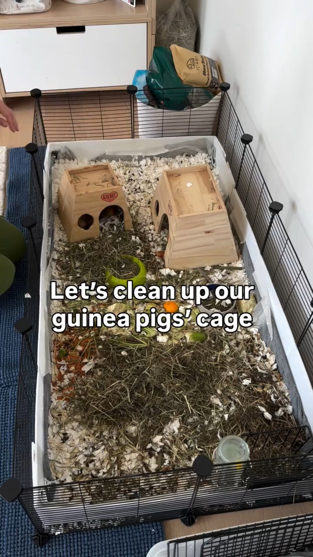 In case you were wondering how hard it is to take care of guinea pigs:) once I’ve figured this liners and paper bedding combo, it become so much easier and faster to clean up their cage! 

Linking everything I use for guinea pigs 🤗

#guinepigs #pet #momlife #lifehack #petmom

#LTKHome #LTKmomlife