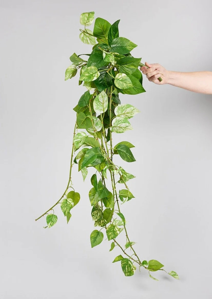 Hanging Real Touch Pothos and Artificial Plants at Afloral.com | Afloral