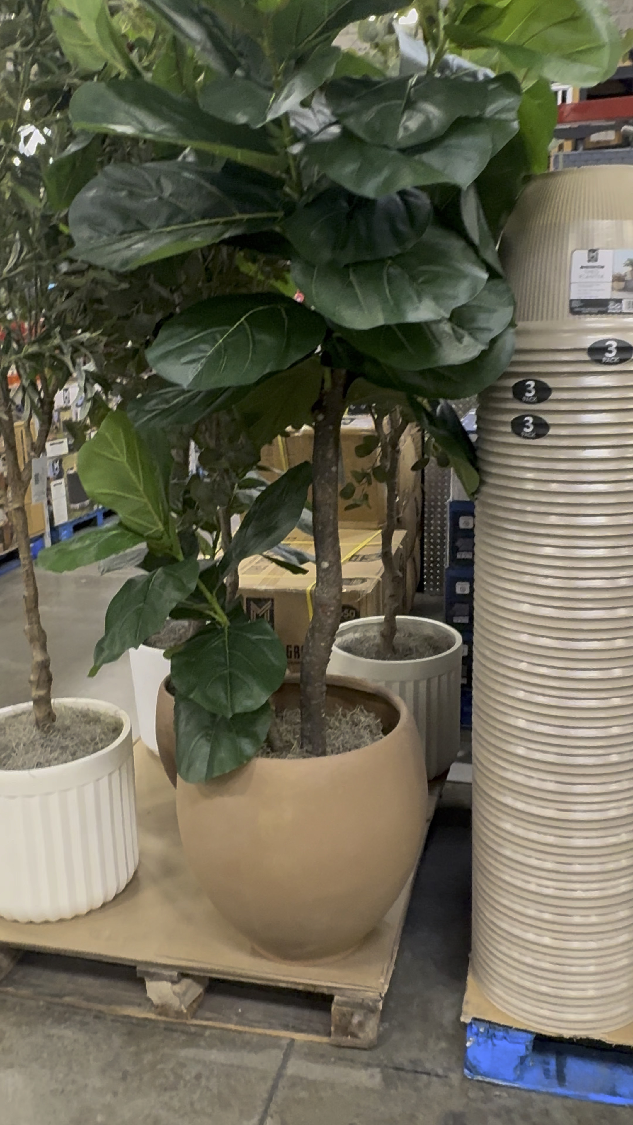 8 ft trees at Sam’s Club for $150!! They are so pretty and such a great price!

Faux tree, fiddle fig tree, olive tree

#LTKHome