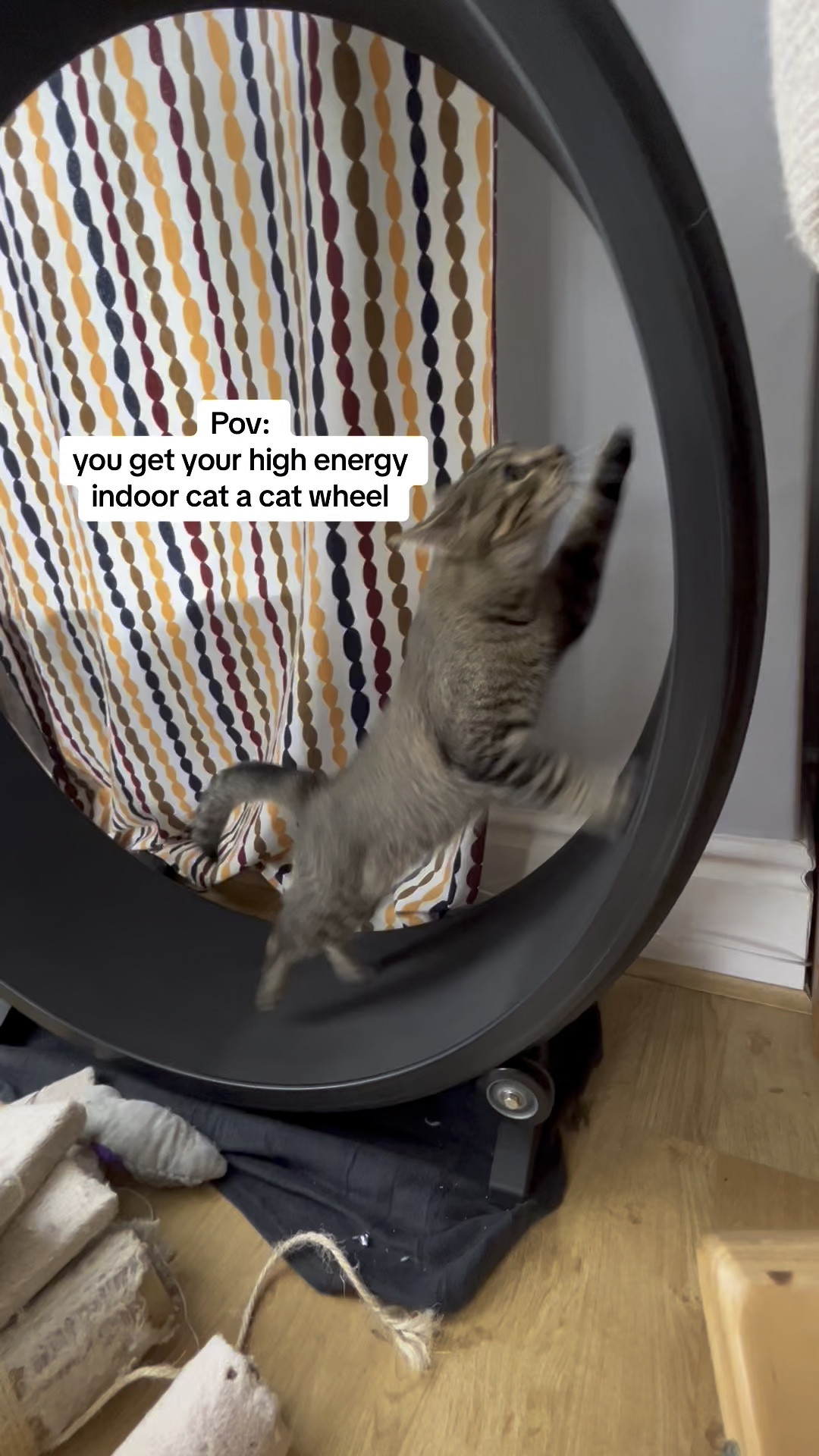 Cat on sale wheel video