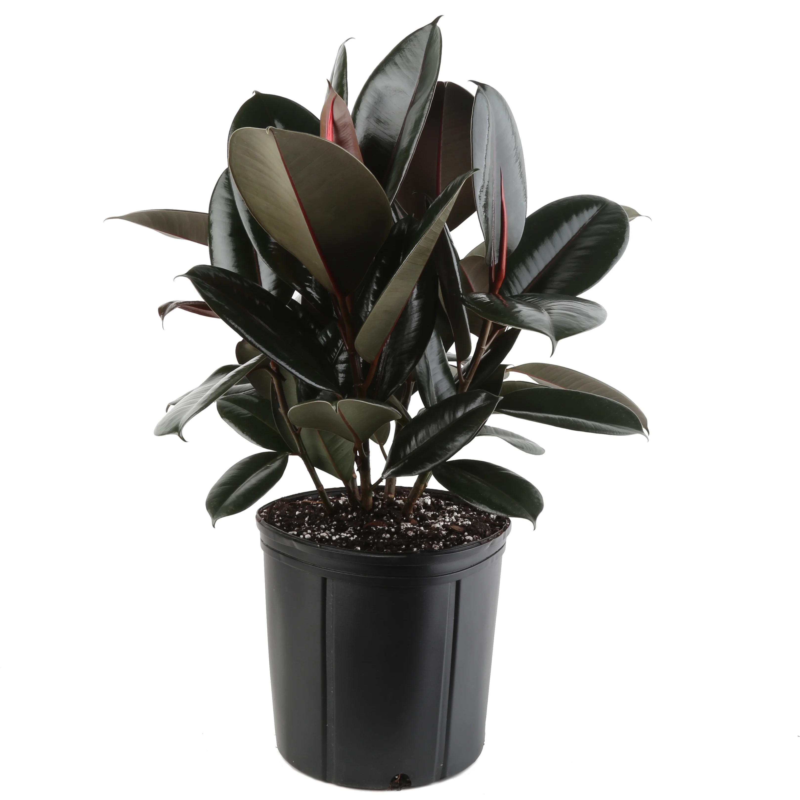 Costa Farms 22" Tall Ficus Burgundy Rubber, Bright Indirect Sunlight, Indoor Live House Plants | Walmart (US)