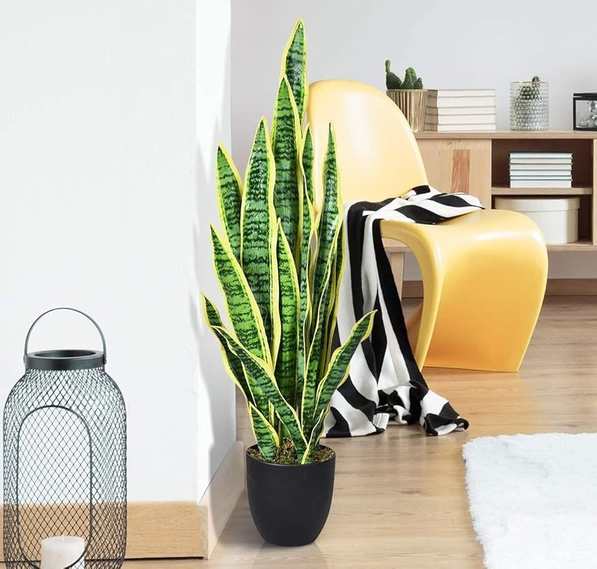 Live Snake Plant, Sansevieria trifasciata Laurentii, Fully Rooted Indoor House Plant in Pot, Mother  | Amazon (US)