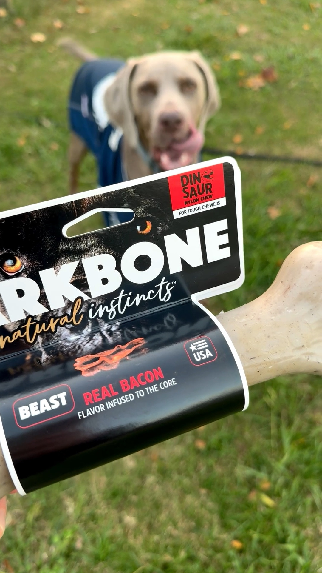 My Weimaraner’s favorite bone! This xl dinosaur bone is a must for large dogs and aggressive chewers. The last one I bought him in October of 2023 lasted well over two years! I highly recommend it, so does Griffey! ❤️🐾🦴 It’s the perfect holiday gift for your dog, and will make an amazing stocking stuffer or birthday present for your pet! It’s budget-friendly at under $20 with free shipping! #ltkpet 

#LTKstorytime #LTKGiftGuide #LTKFindsUnder50