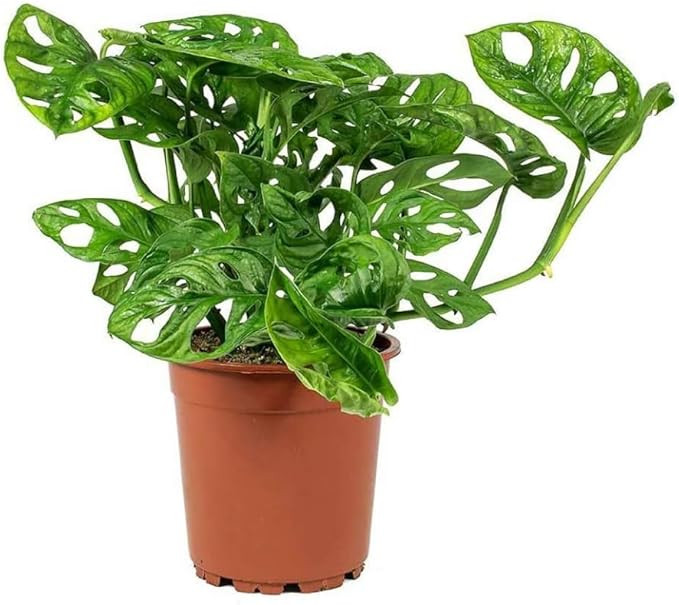 American Plant Exchange Live Monstera Adansonii Plant, Swiss Cheese Vine Plant, Vine and Plant Po... | Amazon (US)