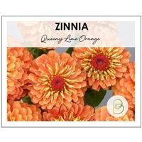 Zinnia Queen Lime Orange - 15 Seeds, Queeny Zinnias, Professional Cut Flower Wedding Bouquet Flowers, Easy To Grow, Garden Flowers | Etsy (US)