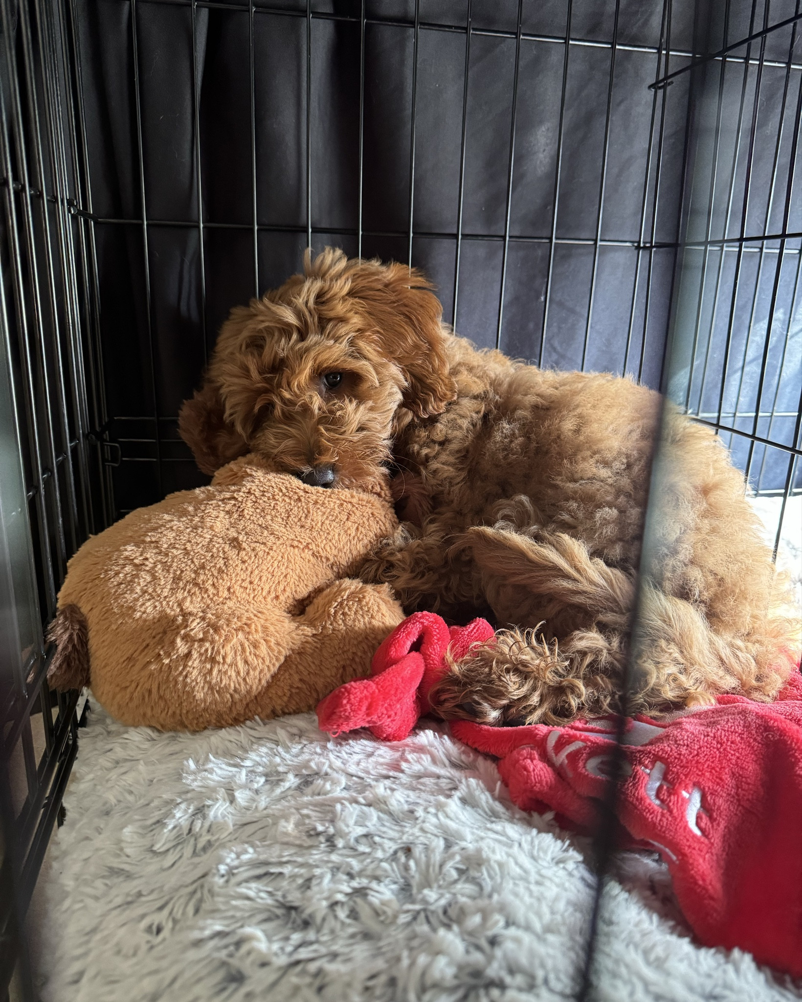 Cutest dood in the land 🐶

#LTKPets #LTKHome #LTKSaleAlert