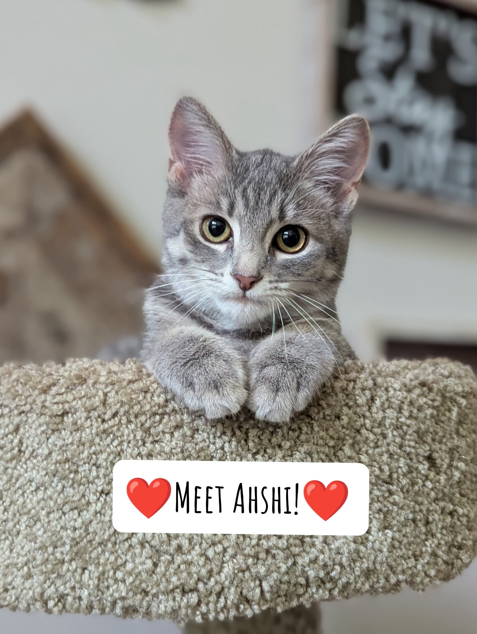 We have the sweetest kitten and wanted to share some of the things that have helped us these first few months! 
#kitten #cat #pets

#LTKKids #LTKHome #LTKmomlife