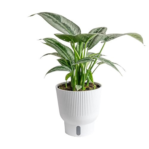 Costa Farms Silver Indukan Live Plant, Rare Unique Live Indoor Plant in 6-Inch Self-Watering Houseplant Pot, Potting Soil, Trending Tropicals Collection, Room and Home Decor | Amazon (US)