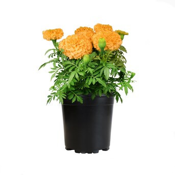 Altman Plants Orange African Marigold in 2.5-Quart Pot | Lowe's