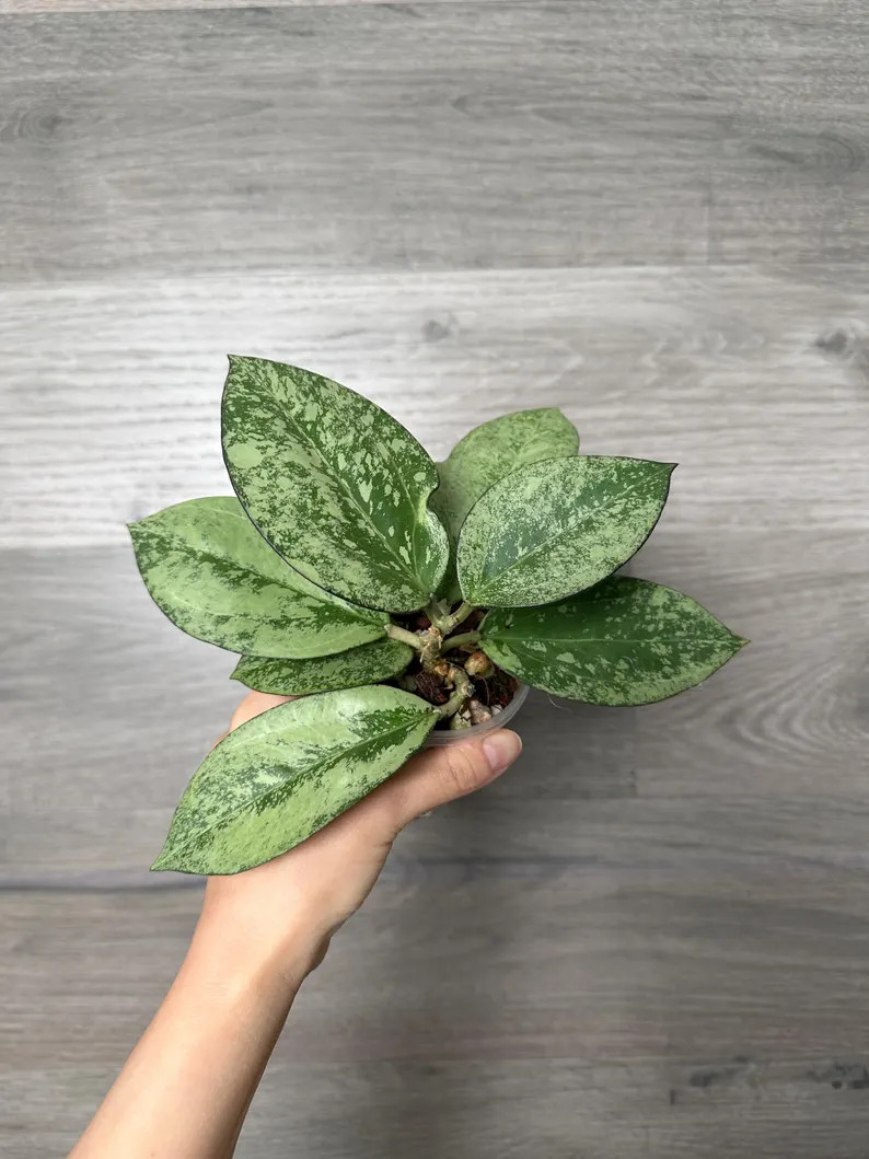 US Seller Hoya Patcharawalai 023 High Splash Fully Rooted Pick Your Own - Etsy | Etsy (US)