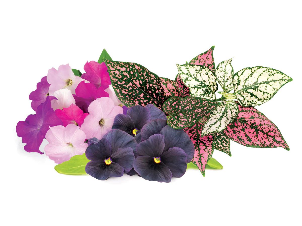 Vibrant Flower Mix 9-pack | Click & Grow