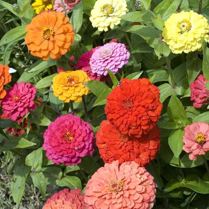 Zinnia California Giant Flower Seeds, Bulk Pack 8 Oz, 22,000+ Seeds by Seeds2Go | Amazon (US)
