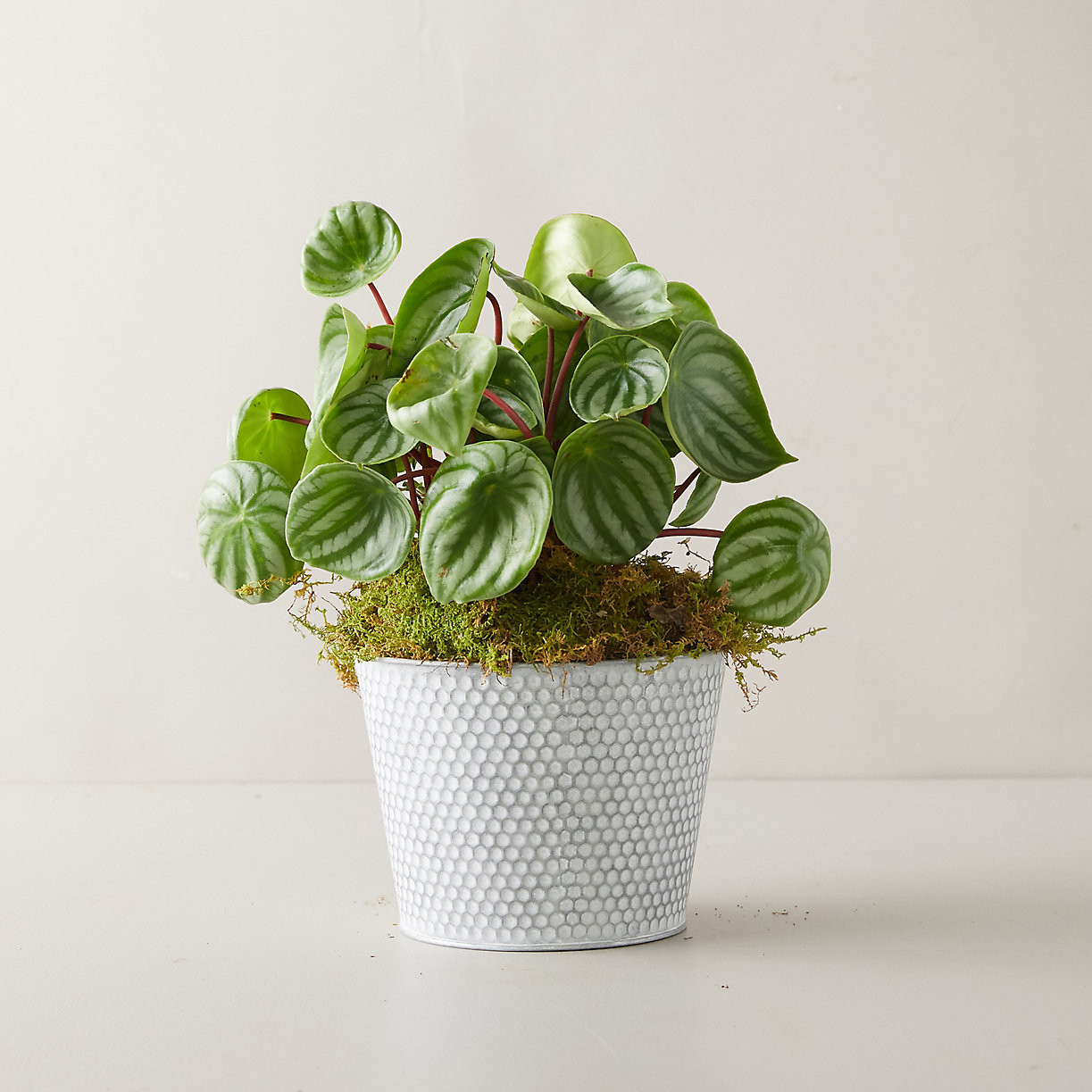 Watermelon Peperomia Plant, Dot Pot | Terrain