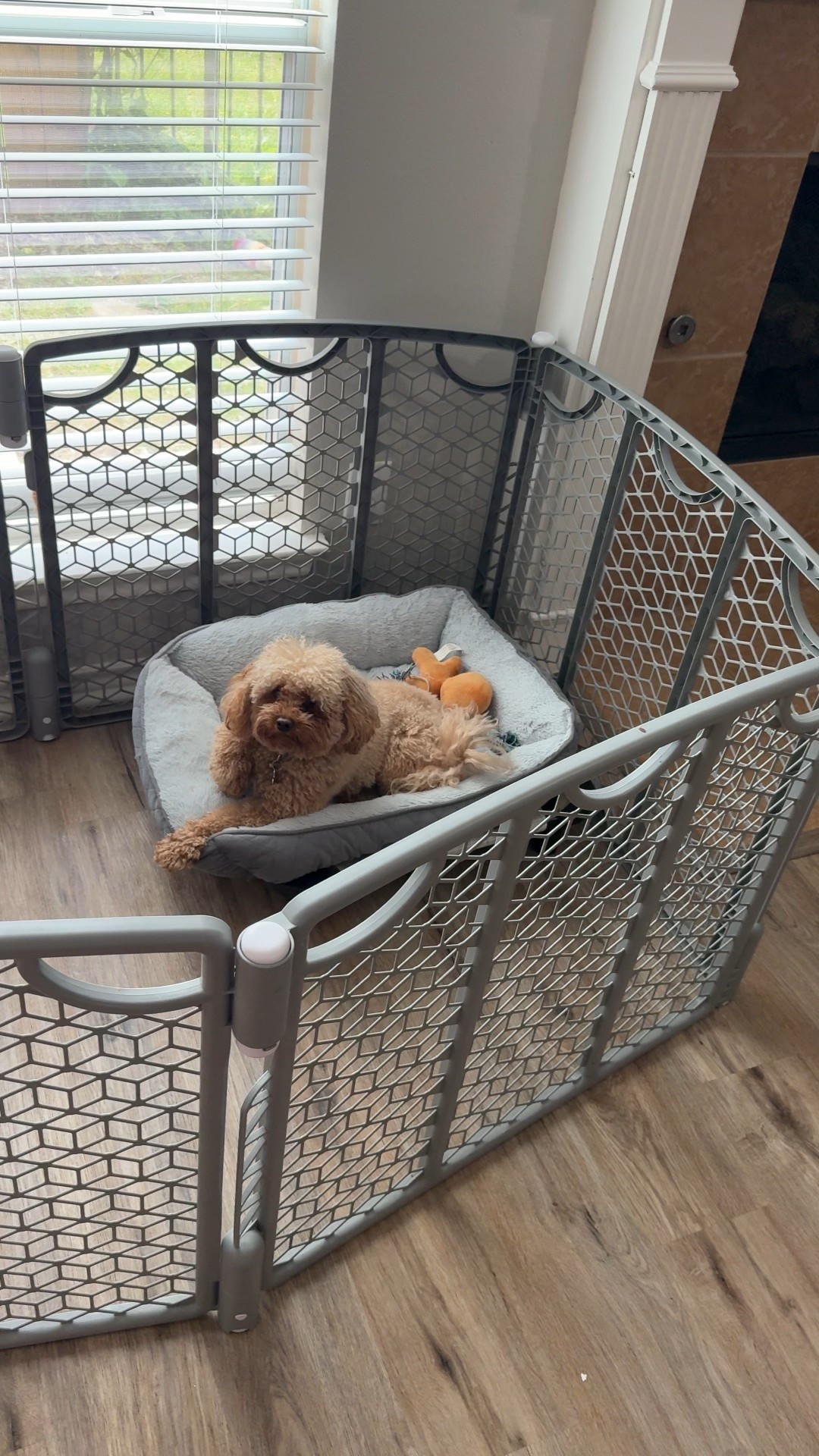 Here are my fave doggy mom items! #dogmom #pets #dog 

#LTKKids #LTKFamily #LTKPets