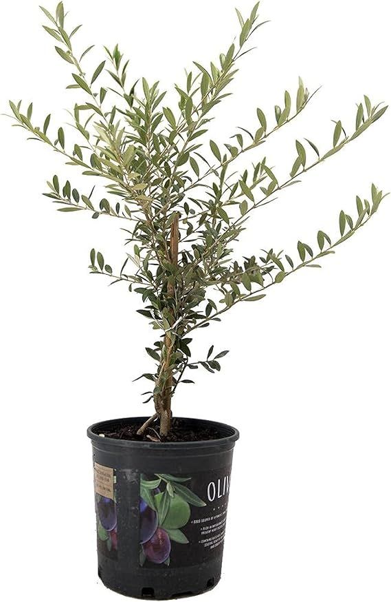 American Plant Exchange Arbequina Olive Tree, 6" Pot, Elegant, Live Fruiting Houseplant for Home ... | Amazon (US)