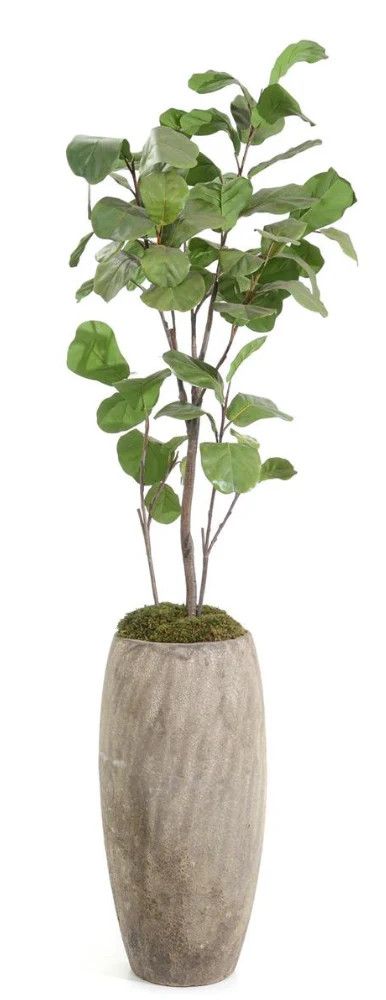 Slender Fiddle Leaf Fig | Greene & Co Interiors
