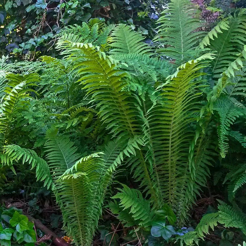 Ostrich Fern (Matteuccia) Live Bareroot Plant Green Foliage Perennial | The Home Depot