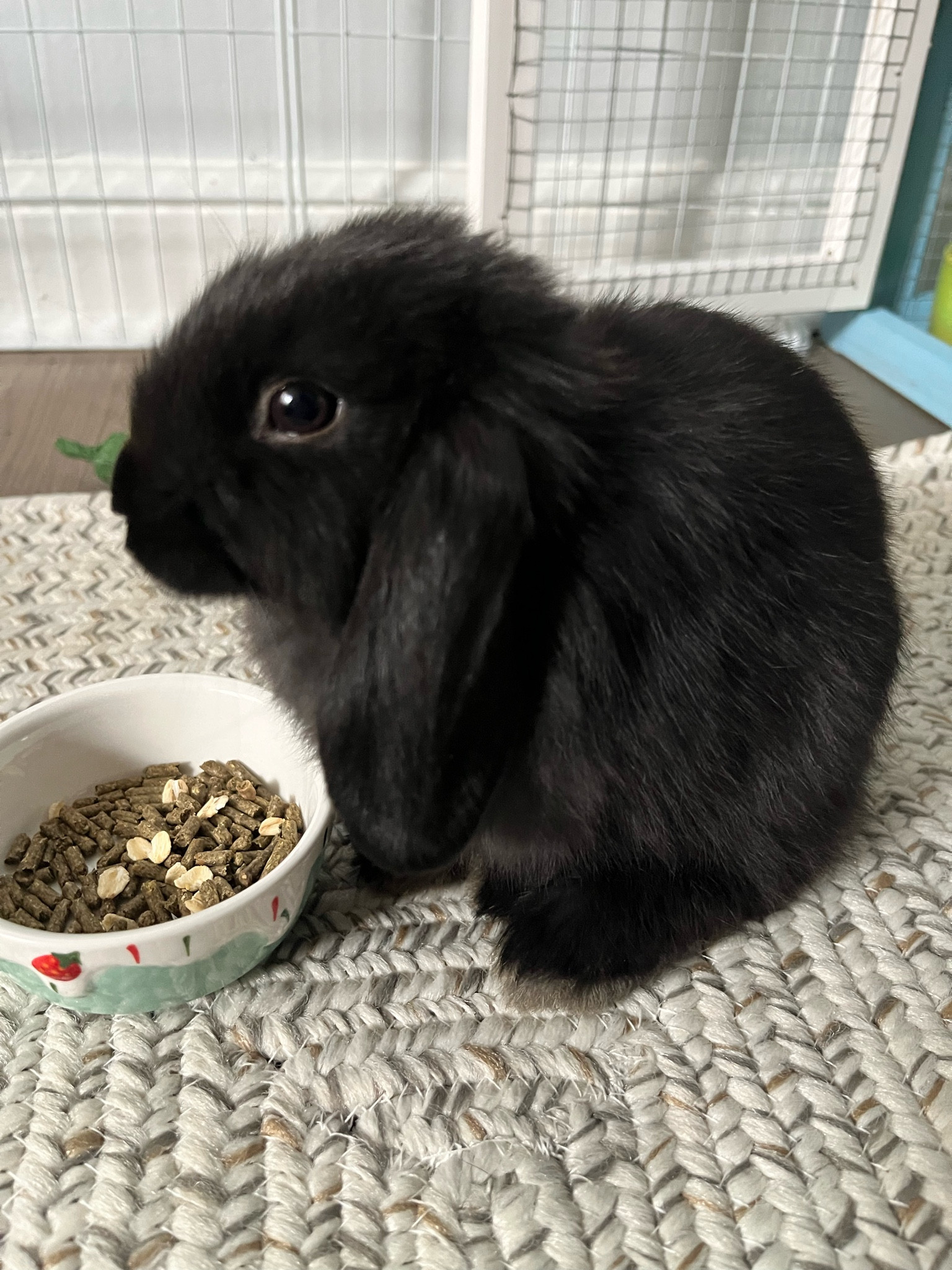 🐰 bunny bowl 🐰 how cute is this little ceramic bowl?! perfect for a bunny or any small animal 🥰 featuring my little guy Kite 🪁 

#LTKfamily #LTKhome #LTKSeasonal