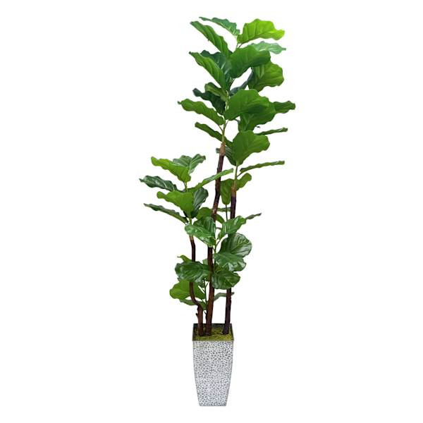 Fig Tree in Basket, 6.5' | At Home
