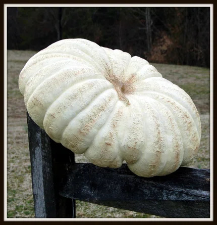 Jumbo Pumpkin | Wayfair North America