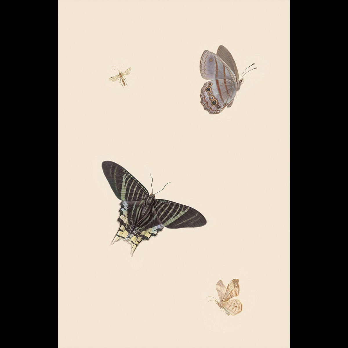 BUTTERFLIES I | Juniper Print Shop