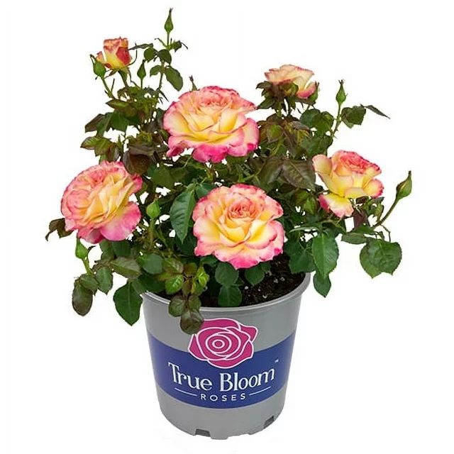 True Bloom by Altman Plants 8QT True Sincerity Live Rose | Walmart (US)