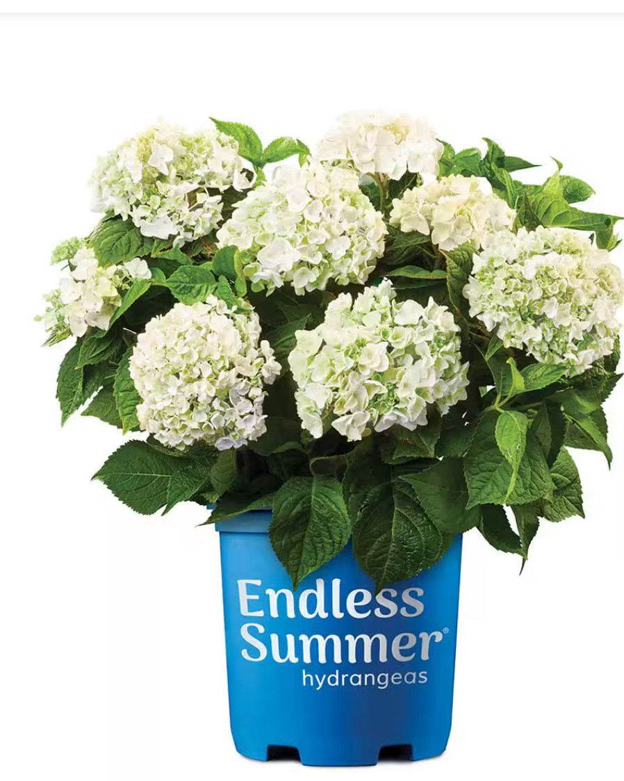 Blushing bride hydrangeas #gardening #liveplants

#LTKHome