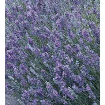 Lowe's Purple English Lavender Plant in 1-Quart Pot | Lowe's