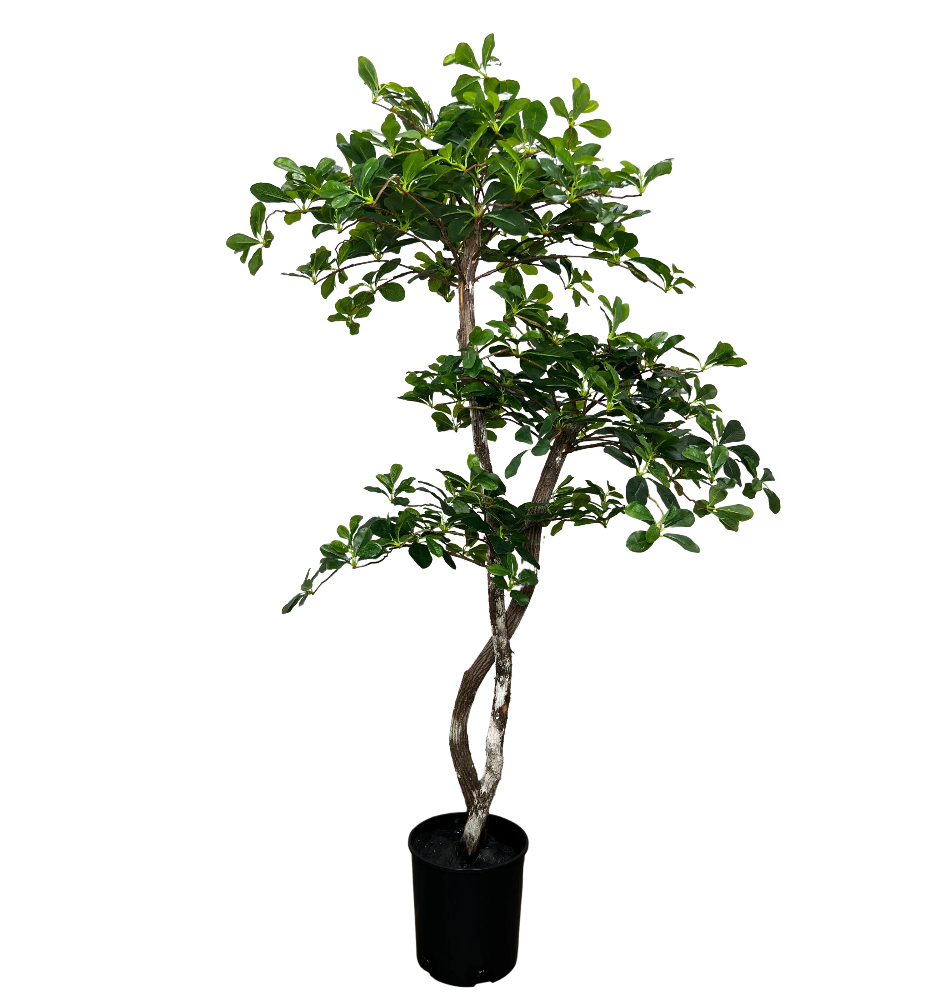 Primrue Hand-Made Primrue Fresh Italian Black Olive Leaf 5'' Artificial Tree & Reviews | Wayfair | Wayfair North America