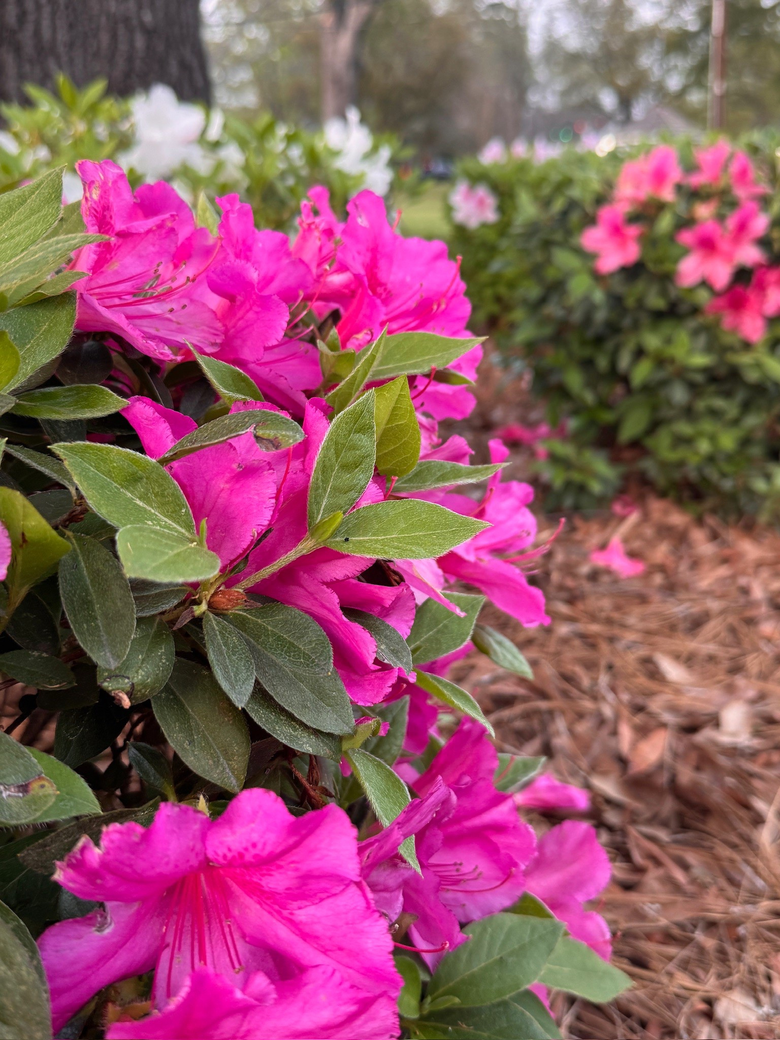 Azaleas are a beautiful flower to plant this spring!

Garden, flowers, plants, gardening, planting, spring, spring flowers, home, outdoors 


#LTKSeasonal #LTKHome