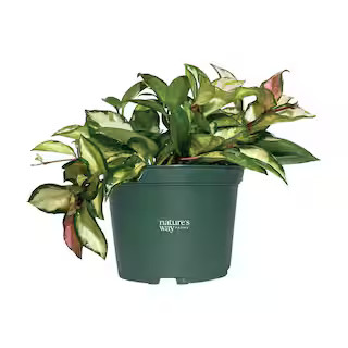 6 in. Hoya Carnosa Variegated Plant in Grower Pot 2891 - The Home Depot | The Home Depot