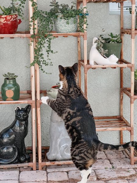 Catio time with my cat Louis 🌿 tagging these handy and affordable plant shelves, which come in a number of sizes! 

#LTKhome #LTKfamily #LTKSeasonal