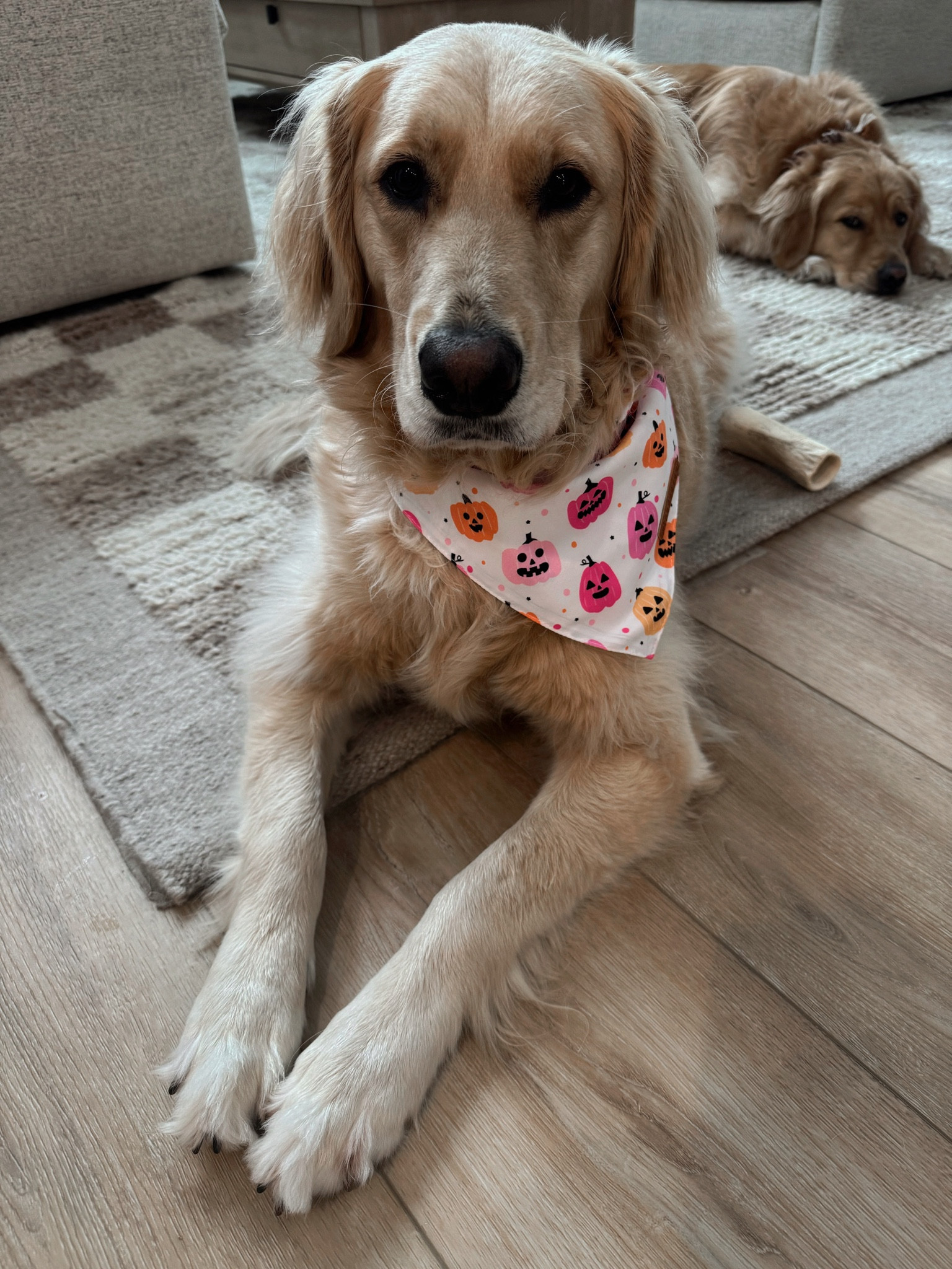 Spooky SISSY👻✨🤎🐾 Dana of the day! I get them the L! 

Amazon finds / dog mom / goldens / Holley Gabrielle 

#LTKFindsUnder50 #LTKFamily #LTKFindsUnder100