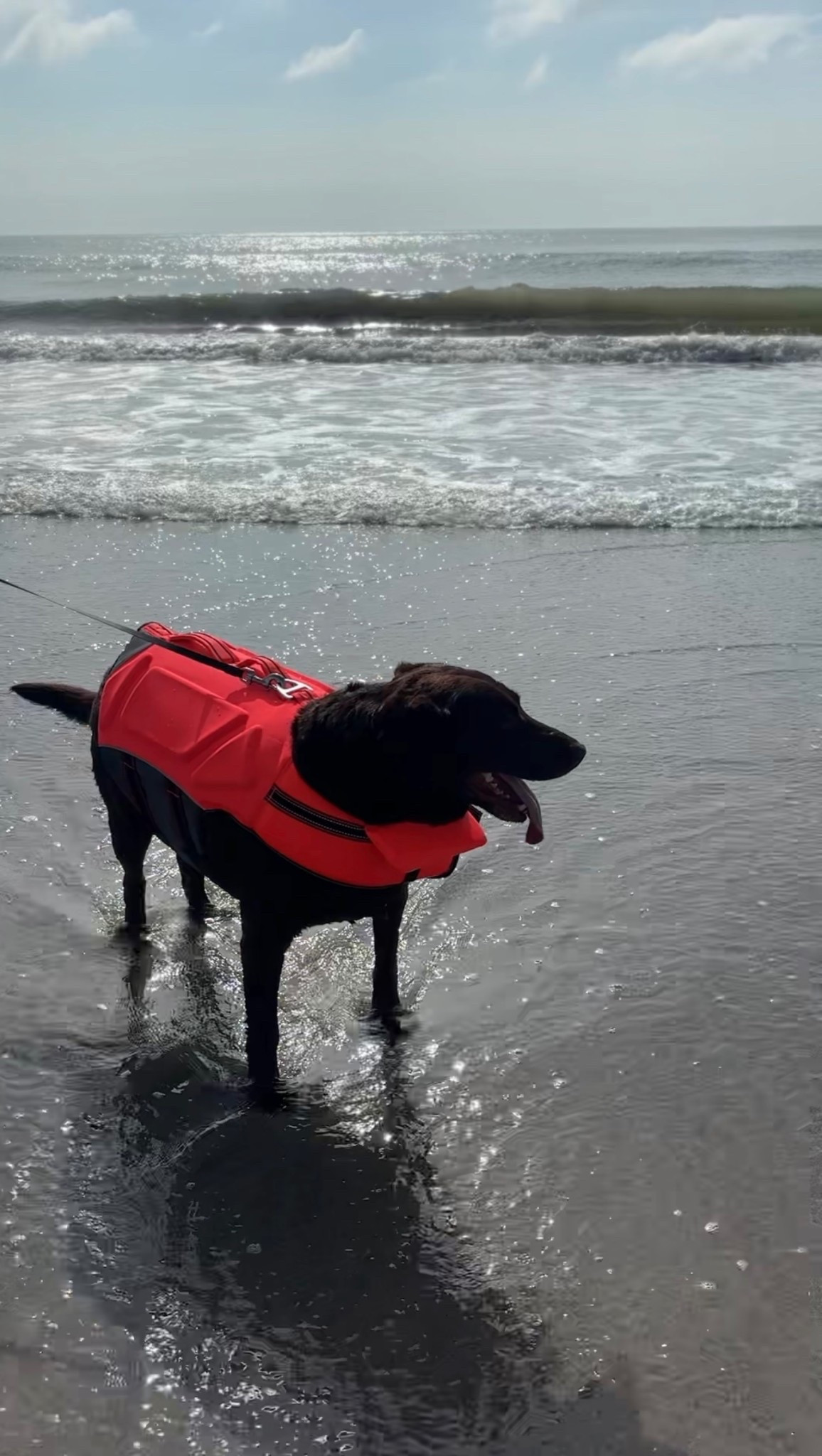 Life jacket was a non-negotiable for our water loving lab! 

#LTKPets #LTKTravel #LTKSwim