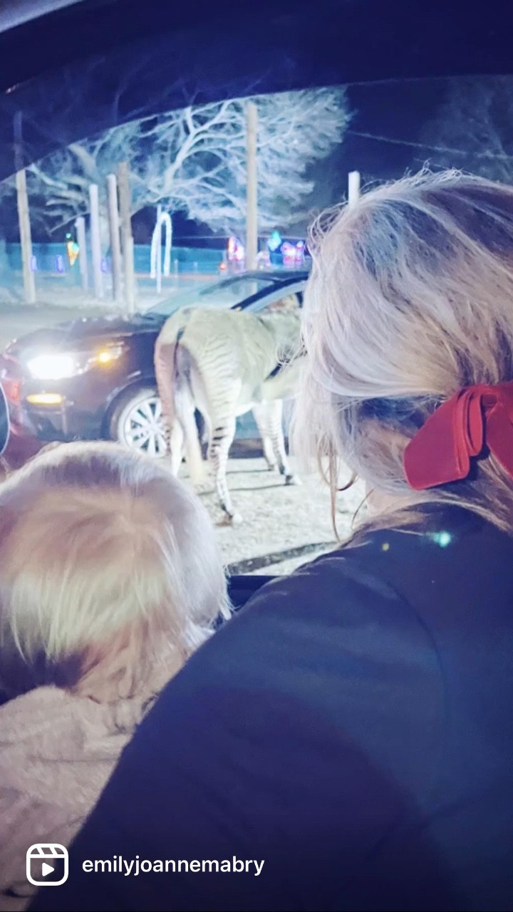 Nothing like Christmas-time in South Carolina 🤍 Still “reeling” 🎥😉 from the 🦓 wild 🐴 time we had last night at @hollywildpreserve !! 🐫🦢🦌🐑Our little country and animal lovin’ baby boy was in HEAVEN 👼🏼🥹 getting to admire all of the bright Christmas lights 🎄✨ and then getting to practice all of his animal sounds while meeting them in real life!! 🐮🥰 What a fun new Christmas tradition we got to start with our little family!! 🫶🏽♥️ #happychristmaseveeve #christmasincarolina #hollywildsafarilights 

…

#emilysayswes #judsoncarpentermabry #eighteenmonthsold #eighteenmonthold #eighteenmontholdbaby #eighteenmontholdboy #judsonmonthbymonth #sweetjudson #oursweetboy #oneyearold #oneyearoldbaby #oneyearoldbabyboy #oneyearoldboy #gratefulmotherhood #thankyoulord #mysweetboys #decembermemories #christmastime #christmasseason #christmastraditions #christmas22 #liketkit #LTKfamily #LTKSeasonal #LTKHoliday @shop.ltk 

#LTKHoliday #LTKSeasonal