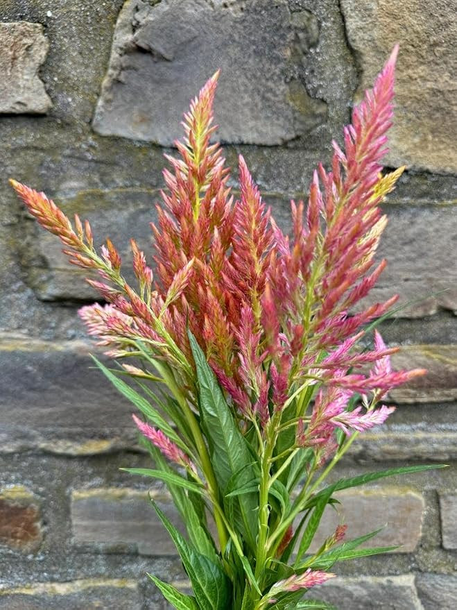 Spun Sugar Celosia argentea plumosa Cut Flower Seeds for Planting Packet | Amazon (US)