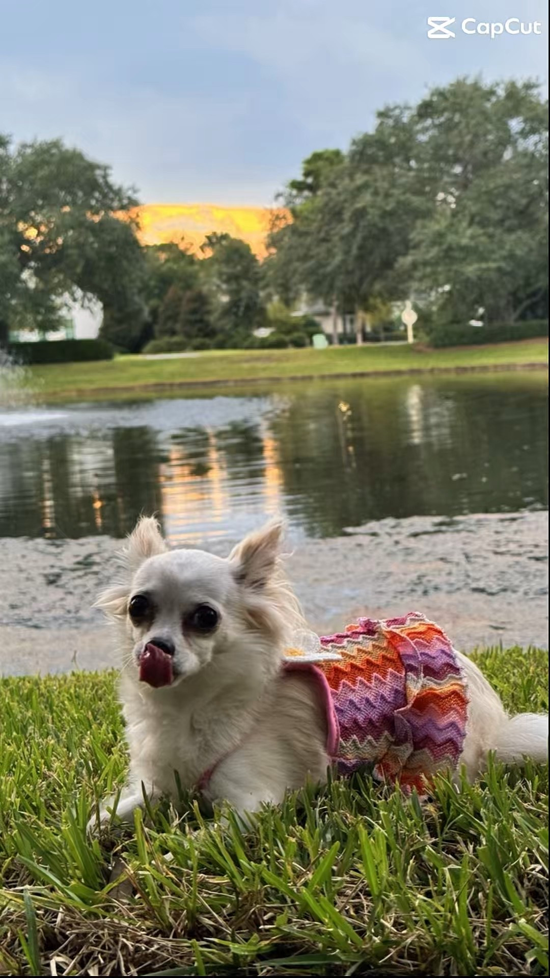 “Sunday blessings 🌸 May peace, strength & joy fill your heart today 💫 #SundayInspo”


#LTKTravel #LTKOver40 #LTKPets