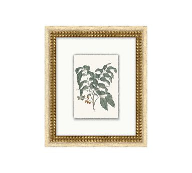 Vintage Botanical Framed Print | Pottery Barn (US)
